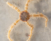 Ophiacantha - aboral view