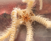 Ophiacantha - oral view