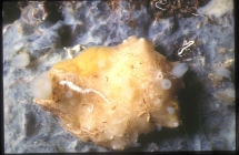 Calthropella pathologica 