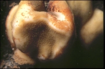 Neoschrammeniella bowerbankii