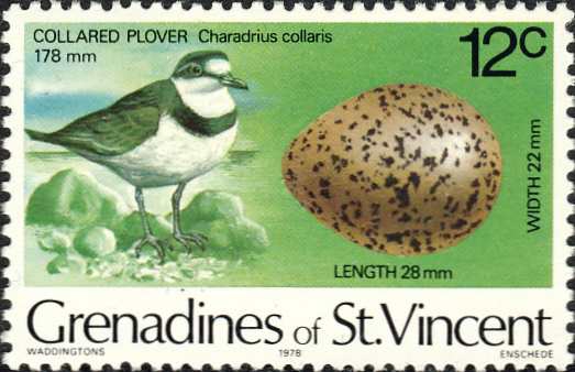 Charadrius collaris