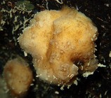 Discodermia polymorpha Pisera & Vacelet, 2011