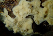 Haliclona (Gellius) lacazei (Topsent, 1893)