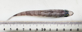 Chlorophthalmus - dorsal view
