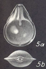 Lagenosolenia nodicarinata McCulloch, 1977 - Holotype (AHF 698) drawing