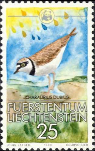 Charadrius dubius Charadrius dubius