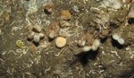 Murrayona laevis