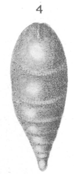 Lagena chrysalis Heron-Allen & Earland, 1913