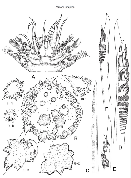 Lepidonotus akunanae by Imajima, 2011