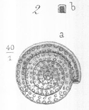 Spirillina margaritifera Terquem, 1880