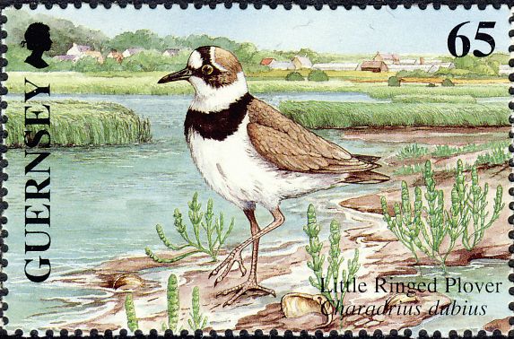 Charadrius dubius Charadrius dubius