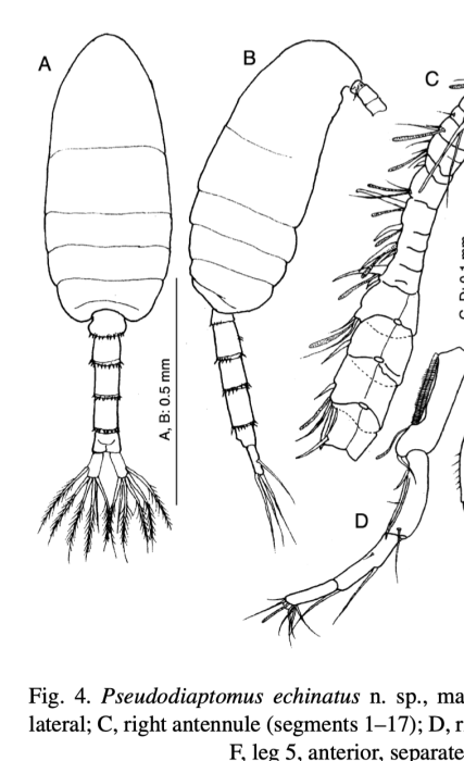 Pseudodiaptomus echinatus male