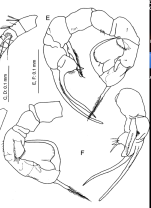 Pseudodiaptomus echinatus male