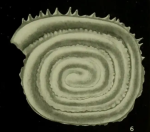 Sejunctella earlandi Loeblich & Tappan, 1957