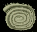Sejunctella earlandi Loeblich & Tappan, 1957