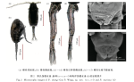 Pseudodiaptomus zhengi habitus