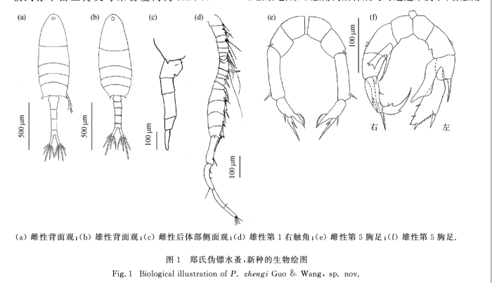 Pseudodiaptomus zhengi P5