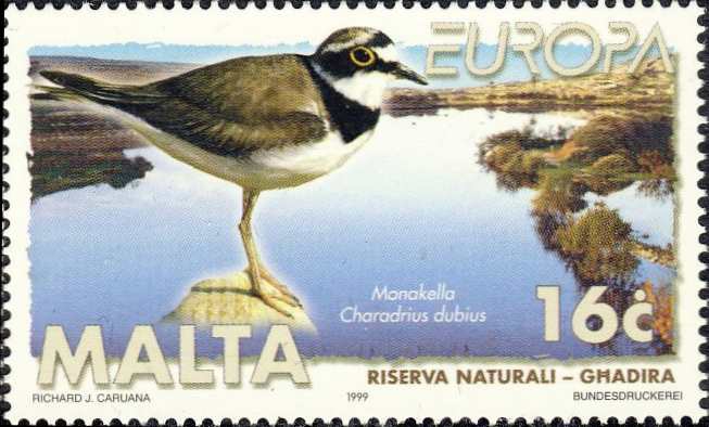 Charadrius dubius