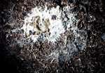Myceliospongia araneosa Vacelet & Pérez, 1998