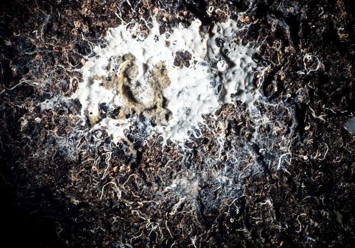 Myceliospongia araneosa Vacelet &amp; Pérez, 1998