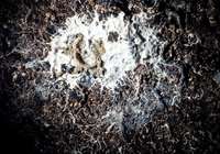 Myceliospongia araneosa Vacelet & Pez, 1998