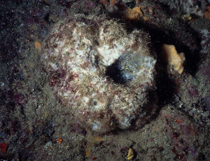 Thymosiopsis conglomerans