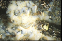Thymosiopsis cuticulatus
