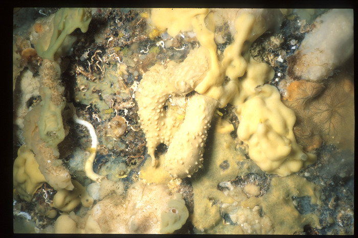 Plakortis simplex