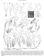 Pseudodiaptomus yamato female