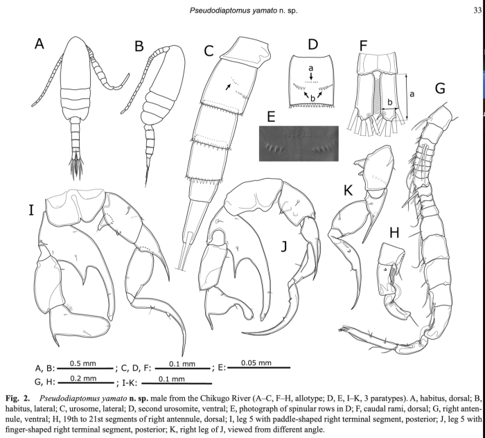 Pseudodiaptomus yamato male