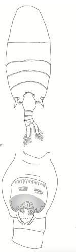 Pseudodiaptomus greenwoodi