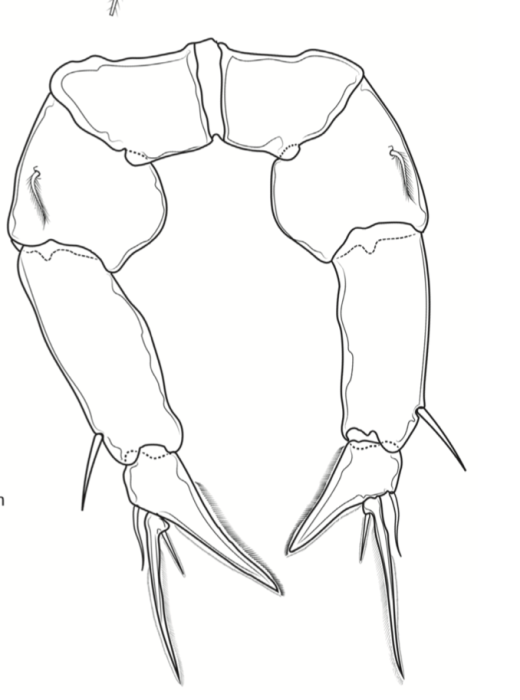 Pseudodiaptomus greenwoodi