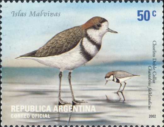 Charadrius falklandicus