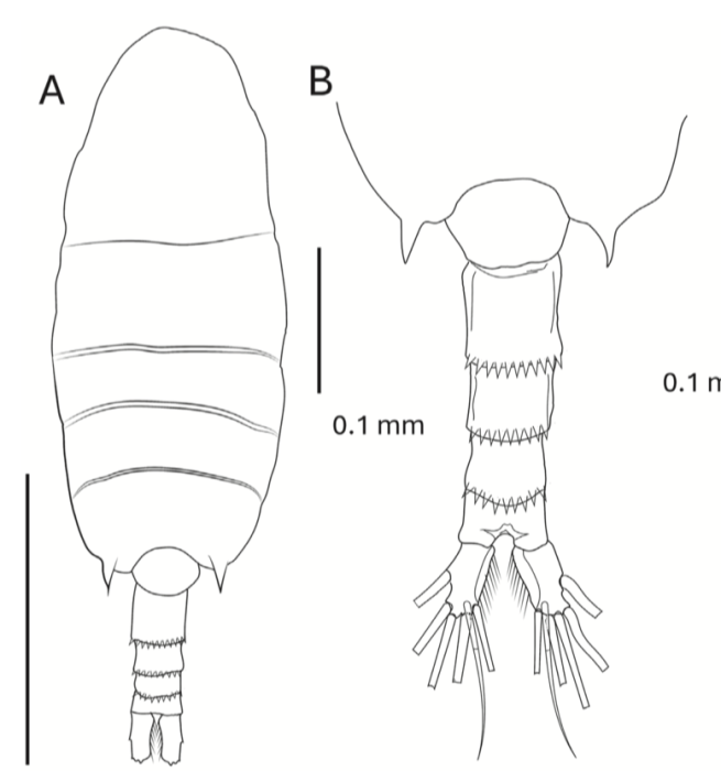 Pseudodiaptomus greenwoodi