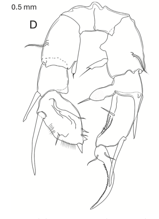 Pseudodiaptomus greenwoodi
