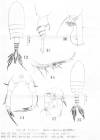 Pseudodiaptomys penicillus