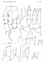 Pseudodiaptomus acutus leptosus