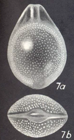 Lagenosolenia confossa McCulloch, 1977 Holotype AHF 775