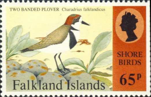 Charadrius falklandicus