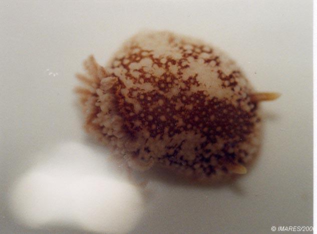 Onchidoris bilamellata (Linnaeus, 1767) 