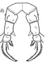 brehmi P5 female