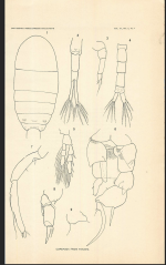 culebrensis Marsh 1913