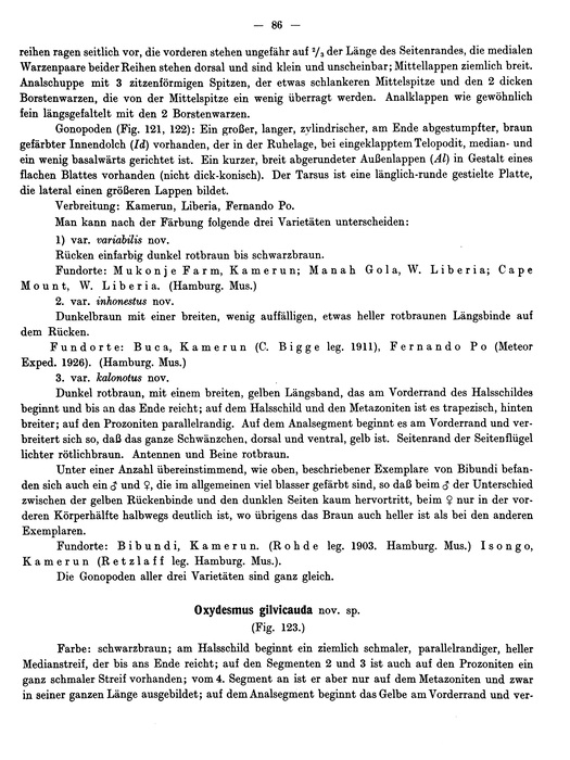 Oxydesmus variabilis var. inhonestus original description