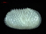 Echinocythere from the seas off Iceland