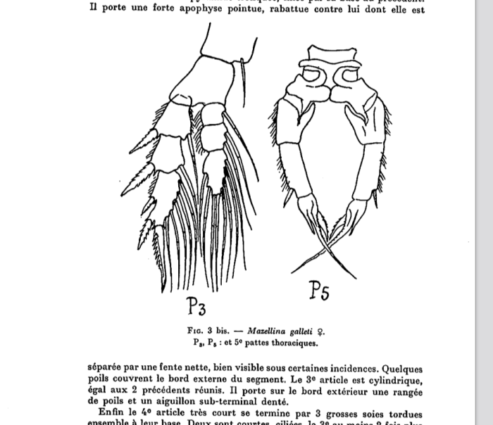 galleti Female P5
