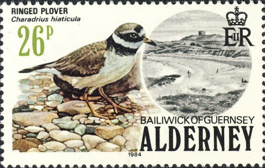 Charadrius hiaticula Charadrius hiaticula