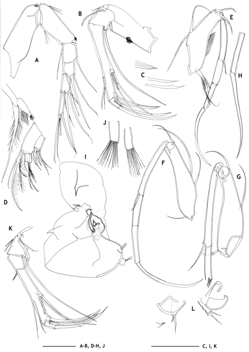Limbs of the holotype and the paratype of Echinocythereis jorunbrix Brandão &amp; Karanovic, 2015 from original description