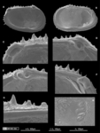 Holotype of Echinocythereis jorunbrix Brandão & Karanovic, 2015 from the original description