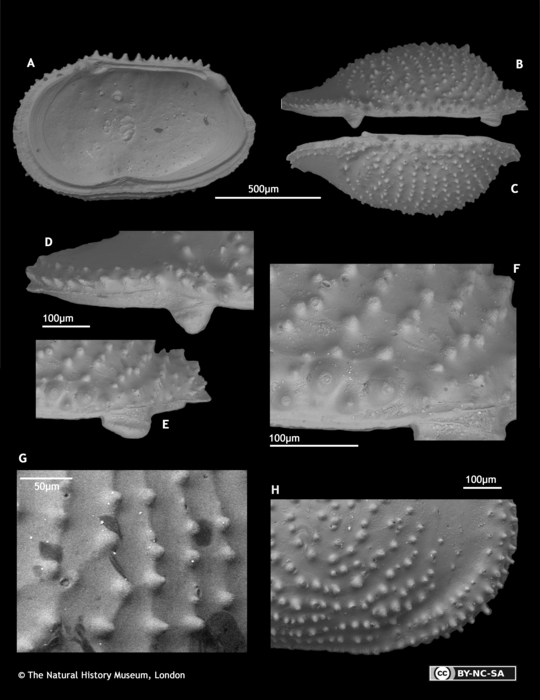 Paralectotypes of Cythere irpex Brady, 1880 Paralectotypes of Cythere irpex Brady, 1880