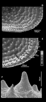 Holotype (D-E) and paratype (F) of Echinocythereis jorunbrix Brandão & Karanovic, 2015 from the original description